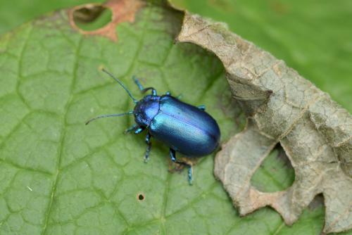 Réf. 257 669 : Oreina cacaliae